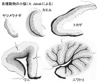 anatomy16b-2-6.jpg (27669 バイト)
