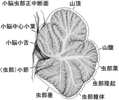 anatomy16b-2-7.jpg (20484 バイト)