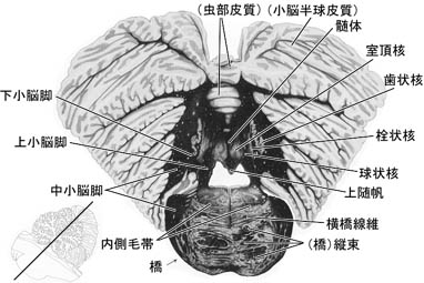 anatomy16b-2-8.jpg (35095 バイト)