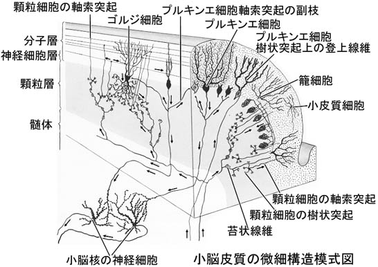 anatomy16b-2-9.jpg (60566 バイト)