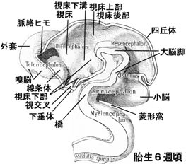 anatomy16b-2.jpg (23441 バイト)