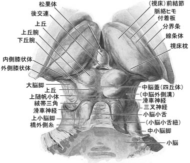 anatomy16b-3-1.jpg (40284 バイト)
