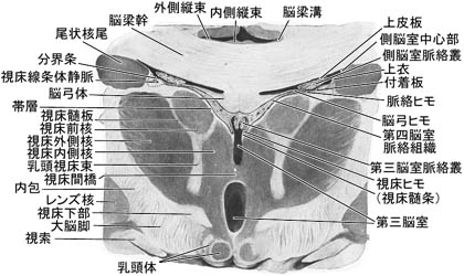 anatomy16b-3-4.jpg (37594 バイト)