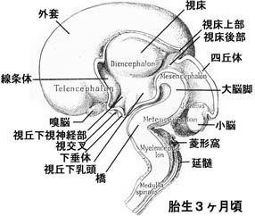 anatomy16b-3.jpg (23762 バイト)