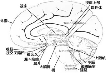 anatomy16b-4.jpg (25093 バイト)