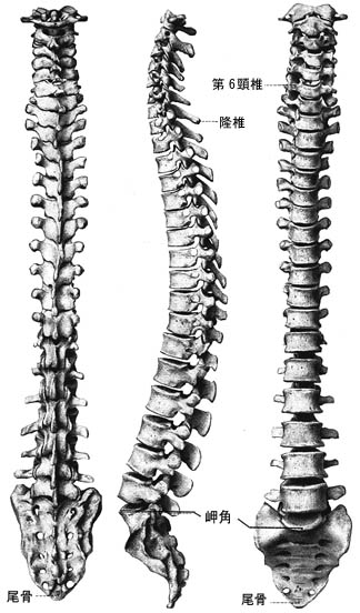 anatomy1b-1.jpg (46082 バイト)