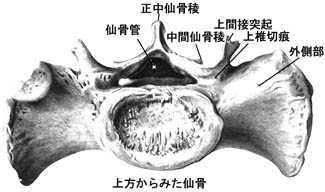 anatomy1b-10.jpg (19544 バイト)