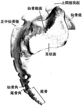 anatomy1b-12.jpg (17504 バイト)