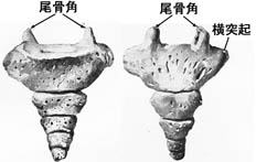 anatomy1b-13.jpg (11217 バイト)