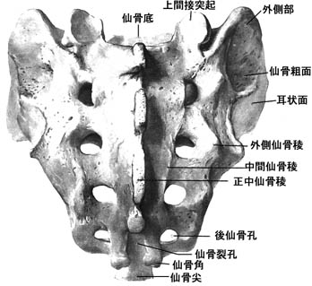 anatomy1b-8.jpg (29644 バイト)