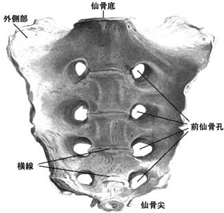 anatomy1b-9.jpg (23082 バイト)