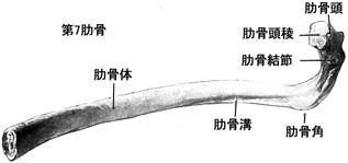anatomy1b1-1.jpg (9765 バイト)