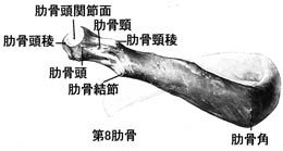 anatomy1b1-2.jpg (10813 バイト)