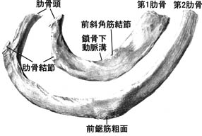 anatomy1b1-3.jpg (15929 バイト)