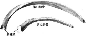 anatomy1b1-4.jpg (10073 バイト)