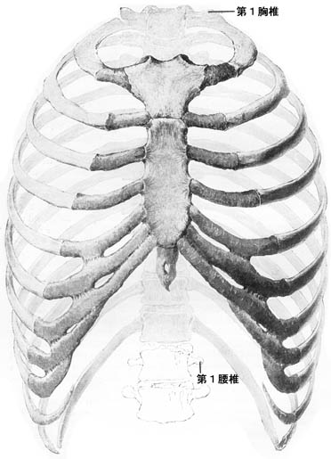 anatomy1b1-6.jpg (37526 バイト)