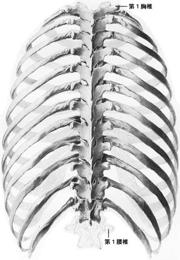 anatomy1b1-7.jpg (45602 バイト)