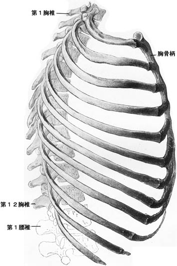 anatomy1b1-8.jpg (42466 バイト)