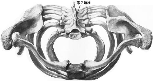 anatomy1b1-9.jpg (31089 バイト)