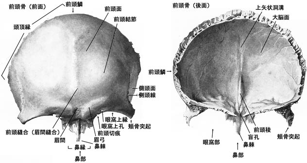 anatomy1b2-1.jpg (44886 バイト)