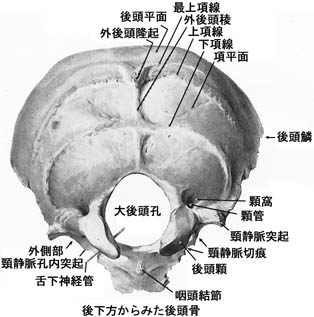 anatomy1b2-14.jpg (28360 バイト)