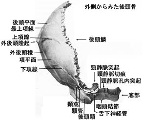 anatomy1b2-15.jpg (19307 バイト)
