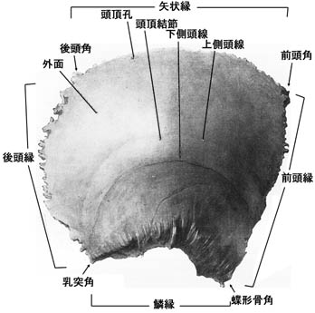 anatomy1b2-16.jpg (25569 バイト)