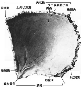anatomy1b2-17.jpg (27402 バイト)