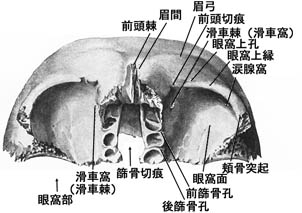 anatomy1b2-2.jpg (22559 バイト)