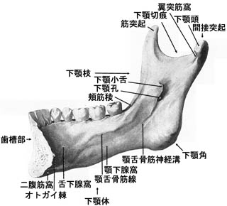 anatomy1b2-20.jpg (22124 バイト)