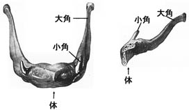 anatomy1b2-21.jpg (9808 バイト)