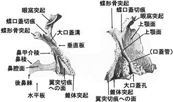 anatomy1b2-26.jpg (22927 バイト)