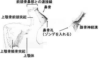 anatomy1b2-27.jpg (13246 バイト)