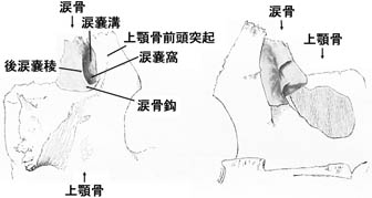 anatomy1b2-28.jpg (13761 バイト)