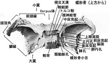 anatomy1b2-6.jpg (24874 バイト)