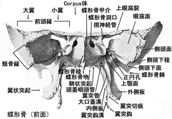 anatomy1b2-7.jpg (28468 バイト)