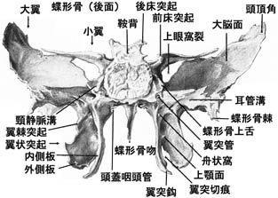 蝶形骨 蝴蝶骨突出 蝴蝶骨图片 蝴蝶骨怎么练