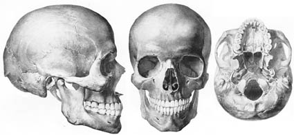 anatomy1b2.jpg (19588 バイト)