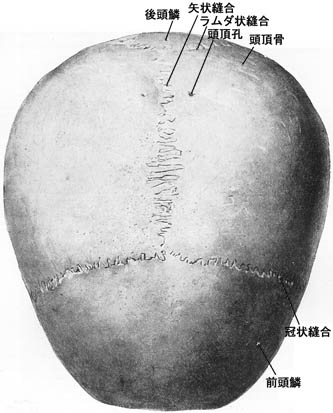 anatomy1b3-1.jpg (28452 バイト)
