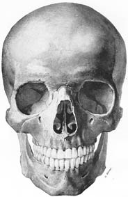 anatomy1b3-11.jpg (14532 バイト)