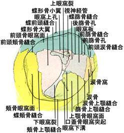 anatomy1b3-12.jpg (29666 バイト)