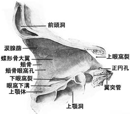 anatomy1b3-14.jpg (17562 バイト)