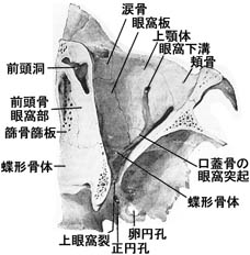 anatomy1b3-15.jpg (21551 バイト)