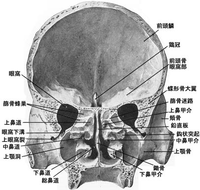 anatomy1b3-16.jpg (45367 バイト)