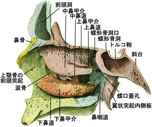 anatomy1b3-17.jpg (31773 バイト)