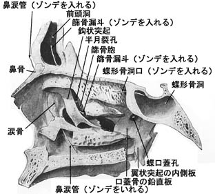 anatomy1b3-18.jpg (32662 バイト)