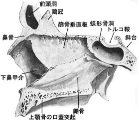 anatomy1b3-19.jpg (21678 バイト)
