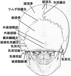 anatomy1b3-2.jpg (25679 バイト)