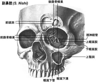 anatomy1b3-20.jpg (30367 バイト)