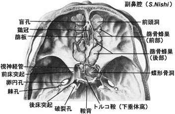 anatomy1b3-21.jpg (28502 バイト)